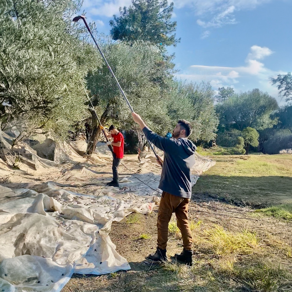 Adayağ zeytin hasadı ekibi