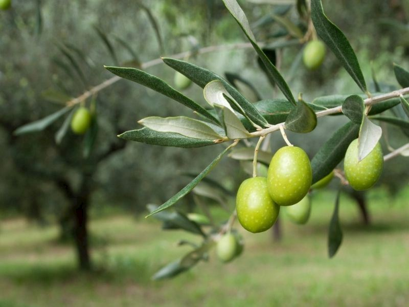 Adayağ zeytin dalı