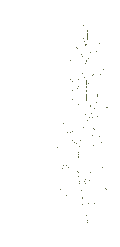 Zeytin Dalı Çizimi